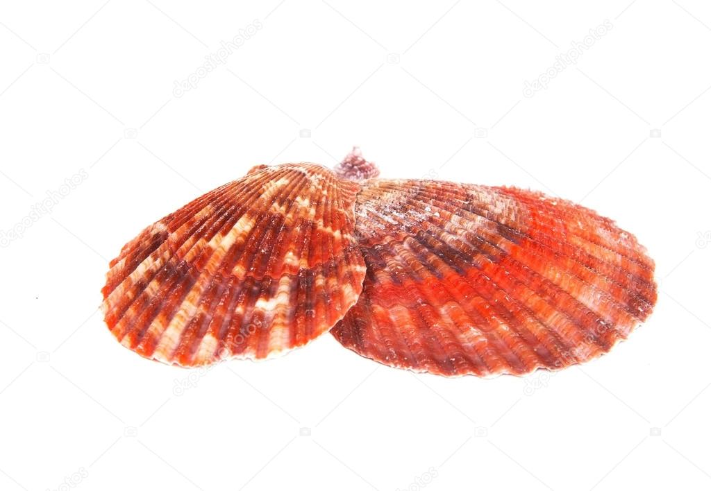 Two sea shells on a white background