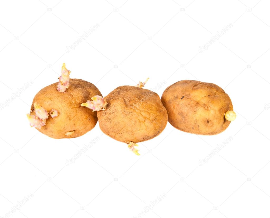 Potato sprouts on a white background