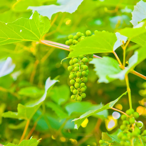 Cacho de uvas verdes — Fotografia de Stock