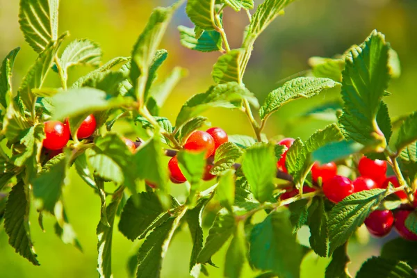 Chinese cherry branch — Stock Photo, Image