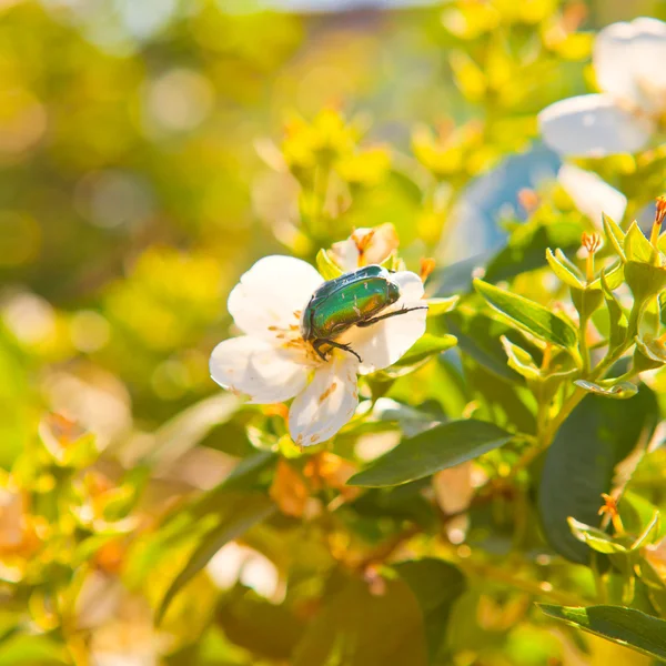 Chafer beetle on a flower apple tree — Stock Photo, Image