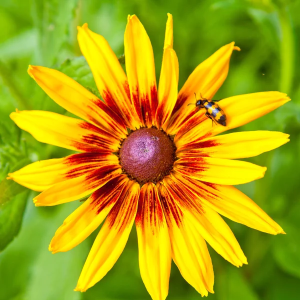 Striped beetle on yellow flower — Stock Photo, Image