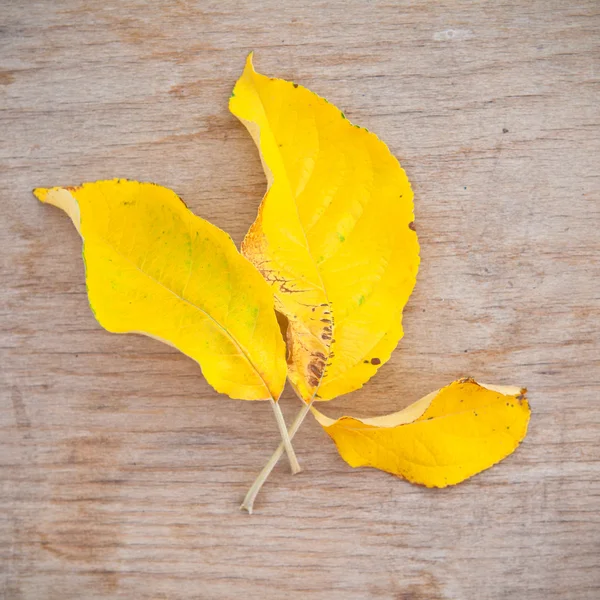 Yellow leaves on a wooden background — Stock Photo, Image