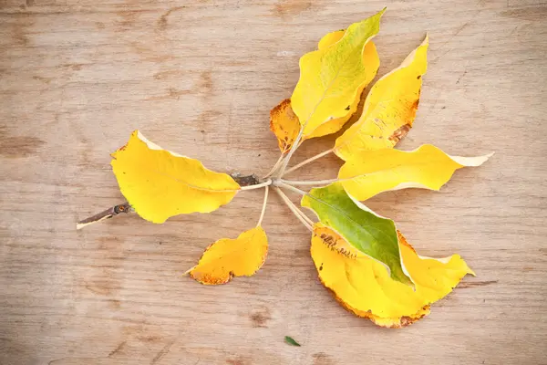 Yellow leaves on a wooden background — Stock Photo, Image