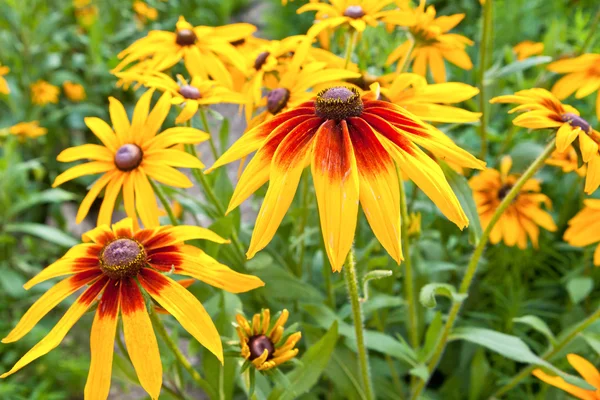 Rudbeckia hirta в саду — стоковое фото