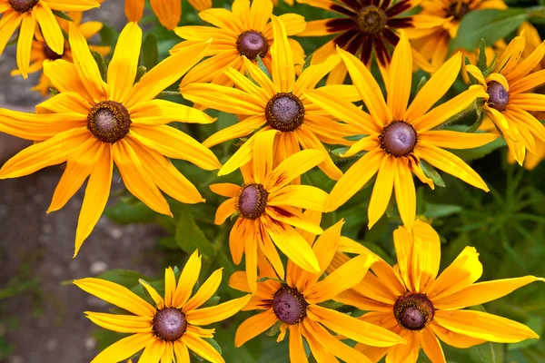 Rudbeckia hirta w ogrodzie — Zdjęcie stockowe