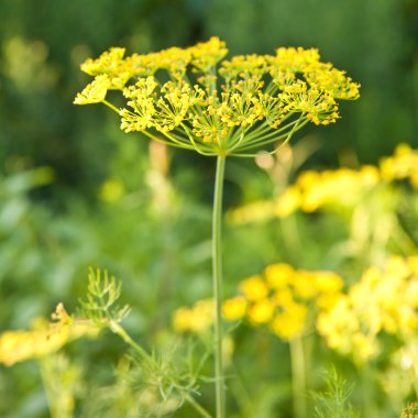 Bahçede çiçek açan dereotu