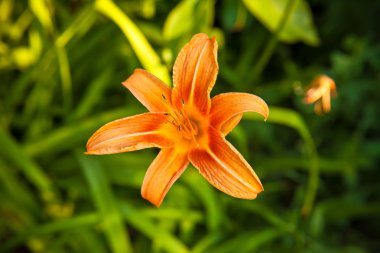 Tiger lily Bahçe