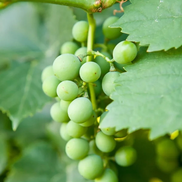 Ramo de uvas verdes en el arbusto —  Fotos de Stock