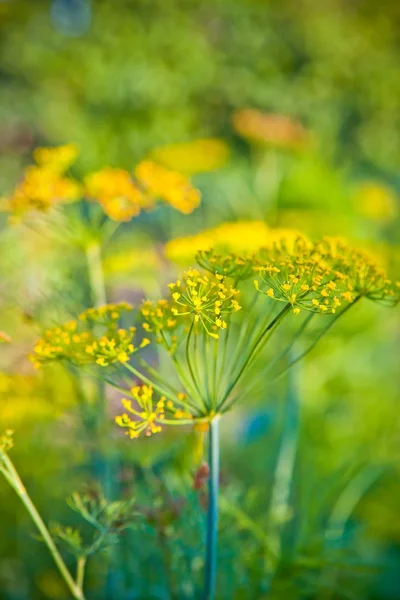 Aneth fleuri dans le jardin — Photo