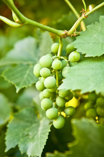 Ramo de uvas verdes en el arbusto —  Fotos de Stock