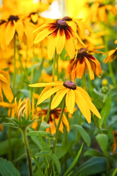 Rudbeckia hirta в саду — стоковое фото