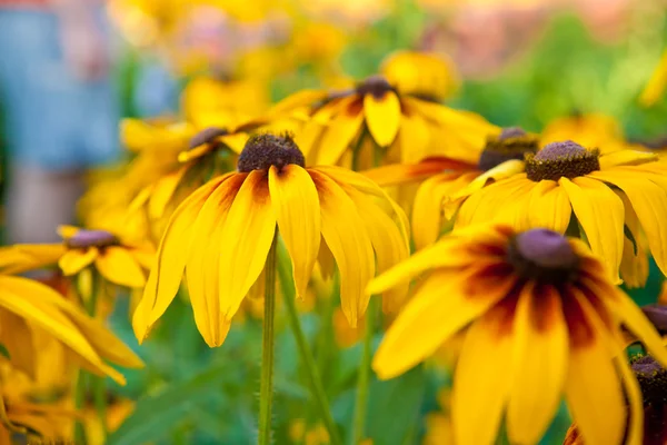 Rudbeckia hirta в саду — стоковое фото