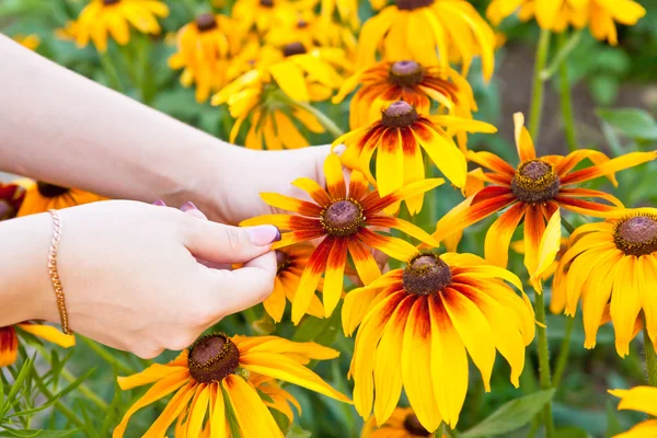 Bir kadın kendiniyoluyor yaprakları rudbeckia hirta — Stok fotoğraf