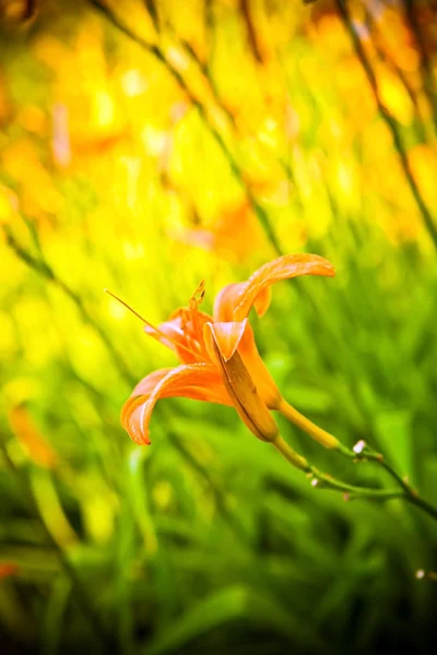 Tiger lily in de tuin — Stockfoto