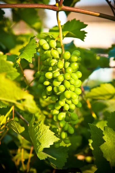 Букет зеленого винограда на грядке — стоковое фото