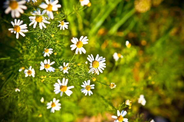 Marguerites de brousse en fleurs — Photo