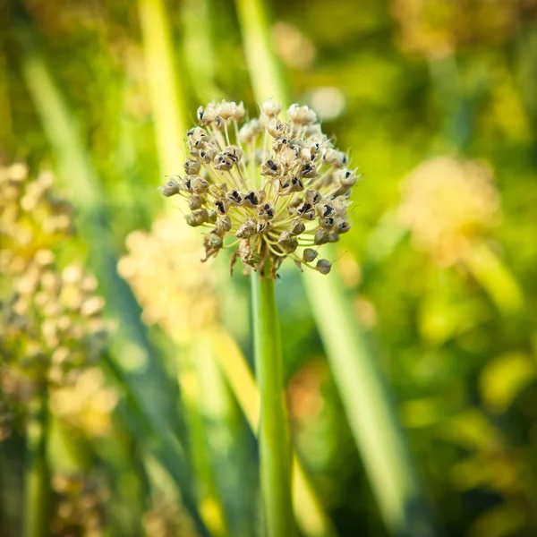 Flowering Onion — Stock Photo, Image