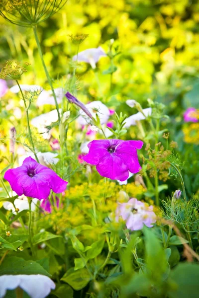 Fleurs de pétunia dans le lit de fleurs — Photo