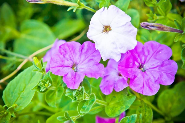 Petunia fiori nell'aiuola — Foto Stock