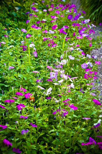 Petunia flowers in the flowerbed — Stock Photo, Image