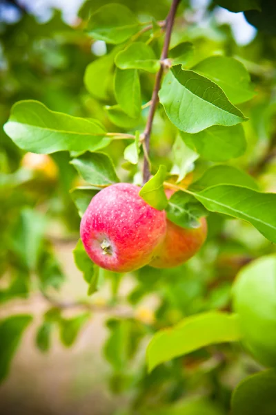木の上に赤いリンゴが2つ — ストック写真