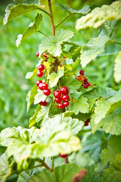 Rote Johannisbeere auf einem Strauch — Stockfoto