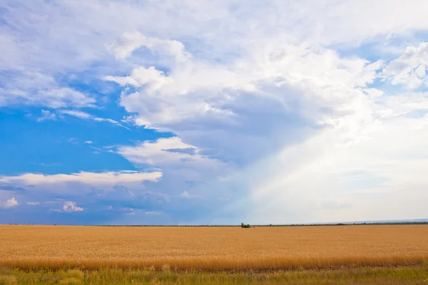 Tarweveldlandschap — Stockfoto