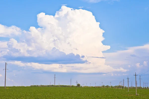 Zonnebloemveld op een achtergrond van de blauwe hemel — Stockfoto