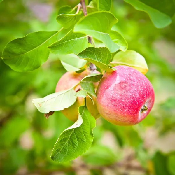 Zwei rote Äpfel auf einem Baum — Stockfoto