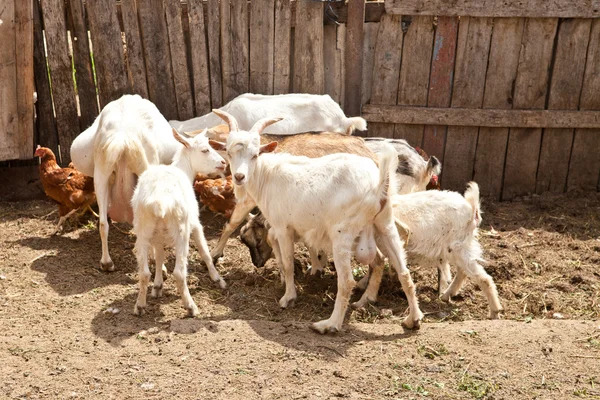 农场上的一群山羊 — 图库照片