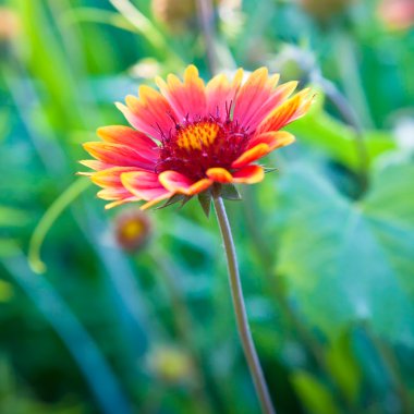 gaylardiya flowerbed içinde