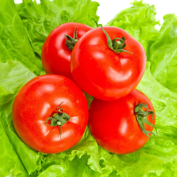Tomaten op sla bladeren — Stockfoto