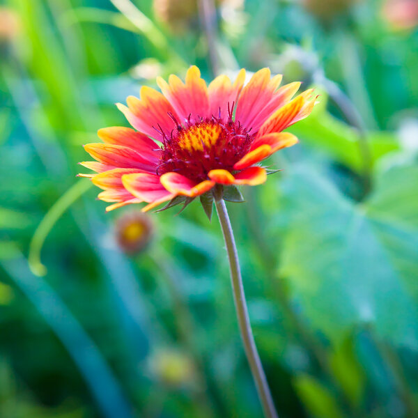 Гайлардия в клумбе
