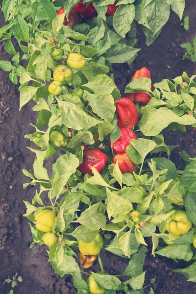 Ripe pepper on the bush — Stock Photo, Image