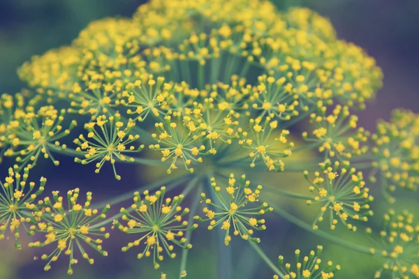 Flowering dill — Stock Photo, Image