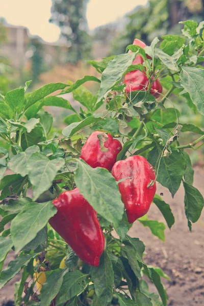 Mogen peppar på busken — Stockfoto