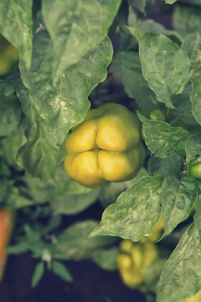 Buskar paprika på en säng — Stockfoto