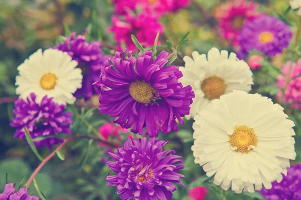 Astrar blomsterrabatt trädgård — Stockfoto