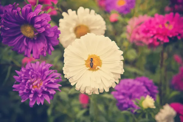 Une abeille sur un aster de fleurs — Photo