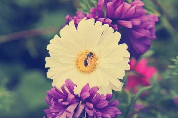 Une abeille sur un aster de fleurs — Photo