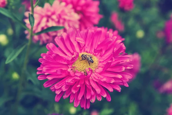 A bee on a flower aster — Stock Photo, Image