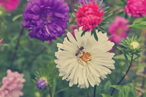 Une abeille sur un aster de fleurs — Photo