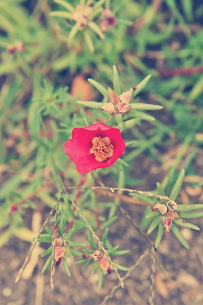 Fleur rouge vue du dessus — Photo