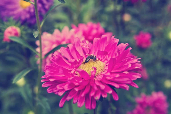 A bee on a flower aster — Stock Photo, Image