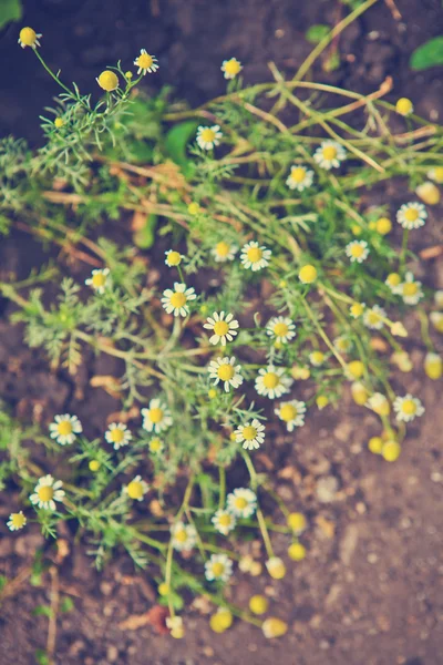 Bush alanında papatyalar — Stok fotoğraf