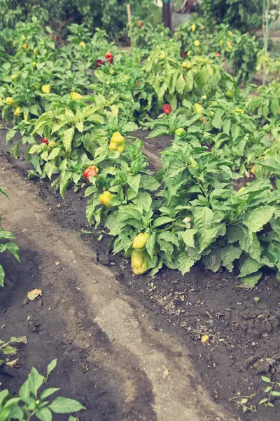 Struiken paprika's op een bed — Stockfoto