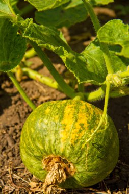 kabak üzerine bir çalı