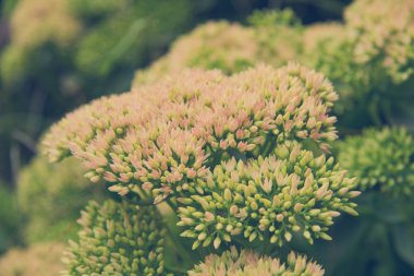 çiçek açan soğan