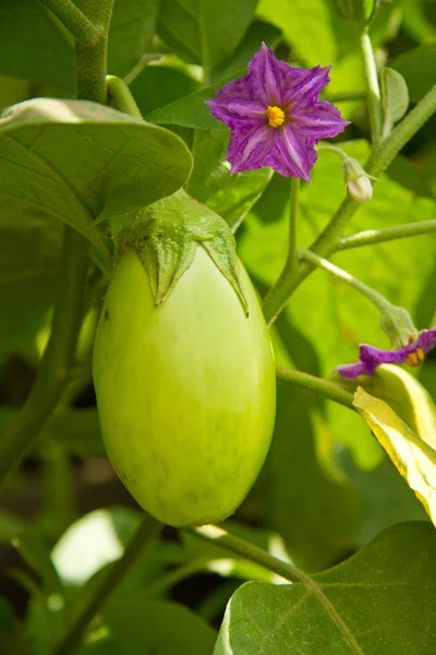 Arbusto de berenjena inmaduro — Foto de Stock